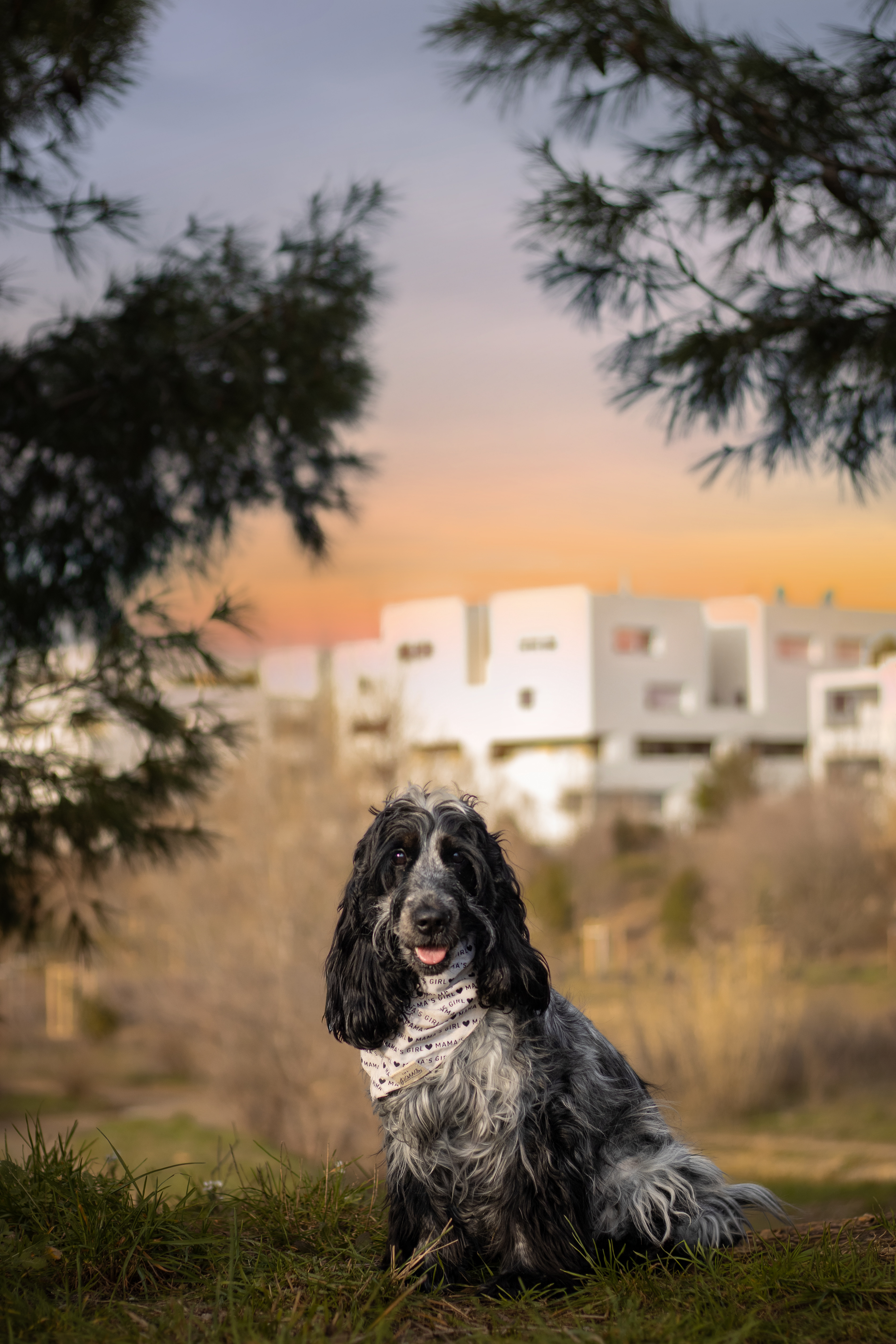Portrait canin